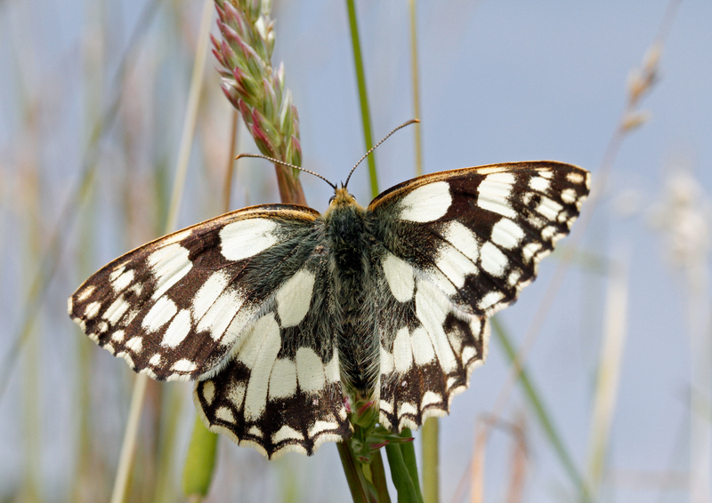 Sussex Wildlife Trust