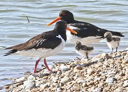 A Walk at Cuckmere Haven - East Side (28/02/2019)