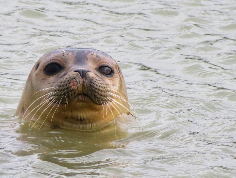 Celebrating the seals of Rye Harbour Nature Reserve for International