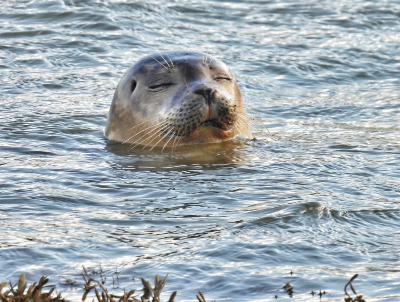 Celebrating the seals of Rye Harbour Nature Reserve for International