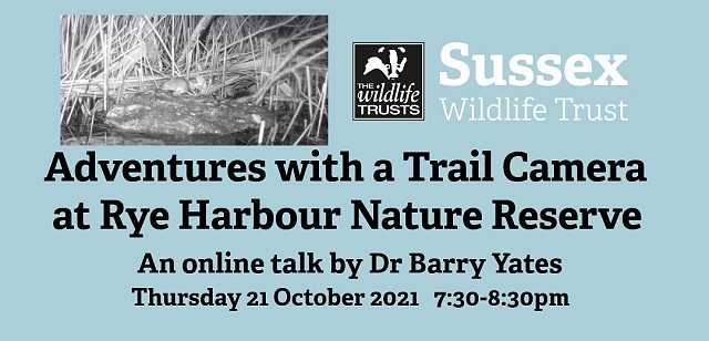 Adventures with a Trail Camera at Rye Harbour Nature Reserve