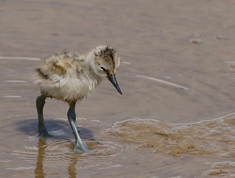 Rye Harbour Nature Reserve Wildlife Sightings: May 2024