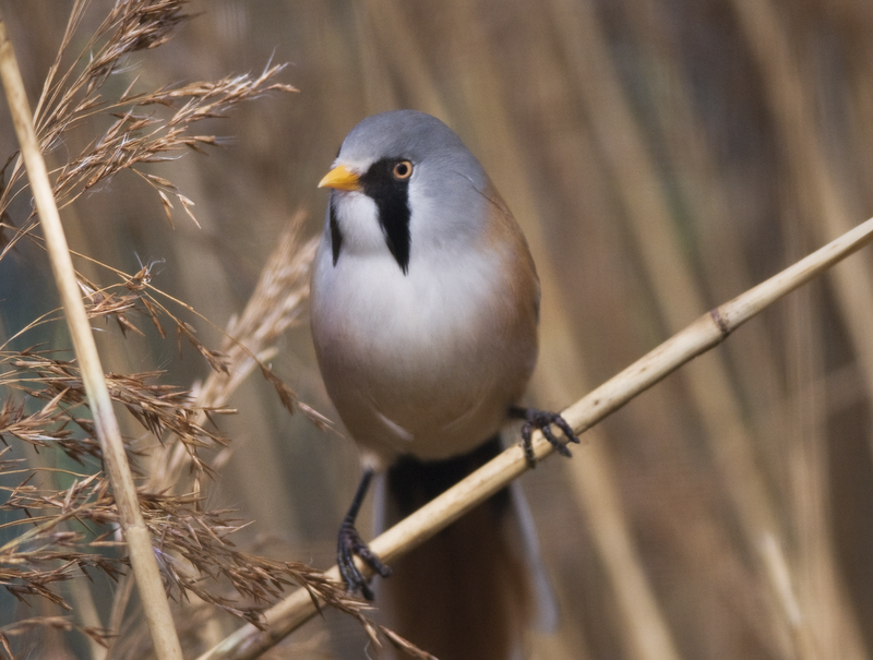 Rye Harbour Nature Reserve Wildlife Sightings - October 2023 | Sussex ...