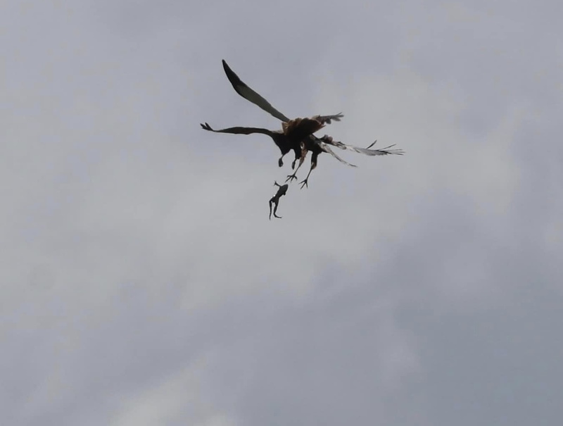 Marsh Harrier and Marsh Frog Marsh Harrier and Marsh Frog
