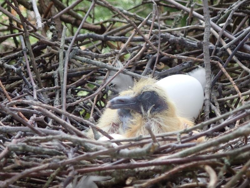 Are birds' nests protected by law? Sussex Wildlife Trust
