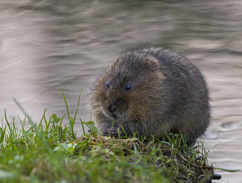 Water Vole Water Vole